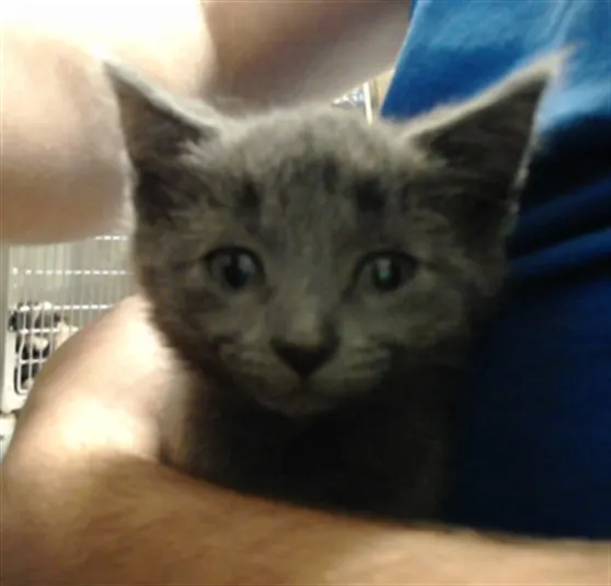 Adoptable Cat