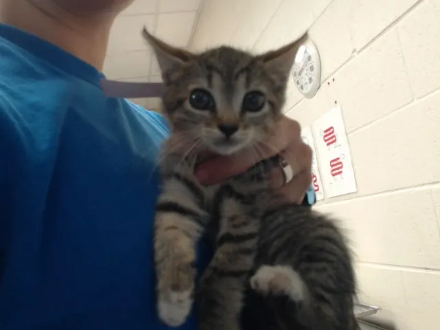 Adoptable Cat
