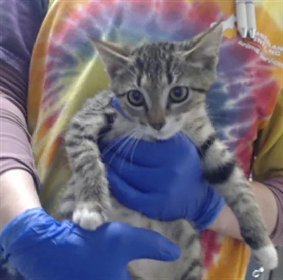 Adoptable Cat