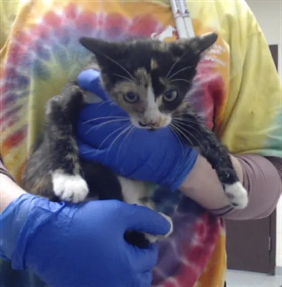 Adoptable Cat