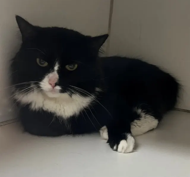 Oreo