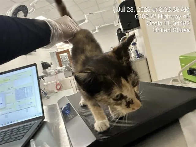 Adoptable Cat