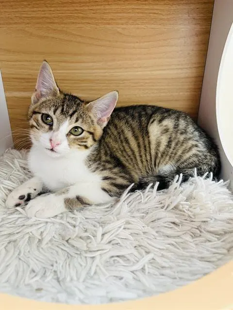 Aspen
