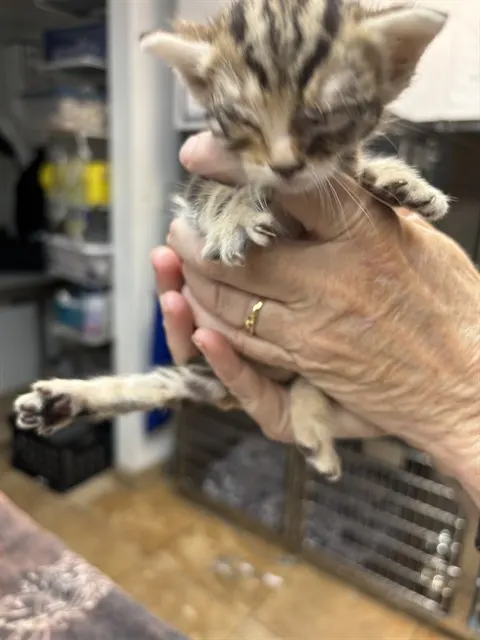 Adoptable Cat