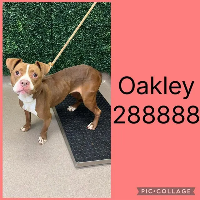 Oakley