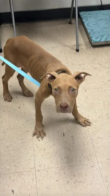 Adoptable Dog