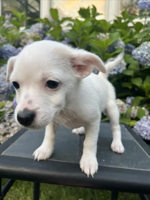 Sadie