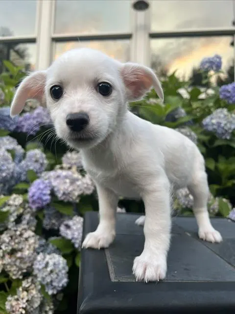 Bonnie