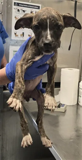 Coco
