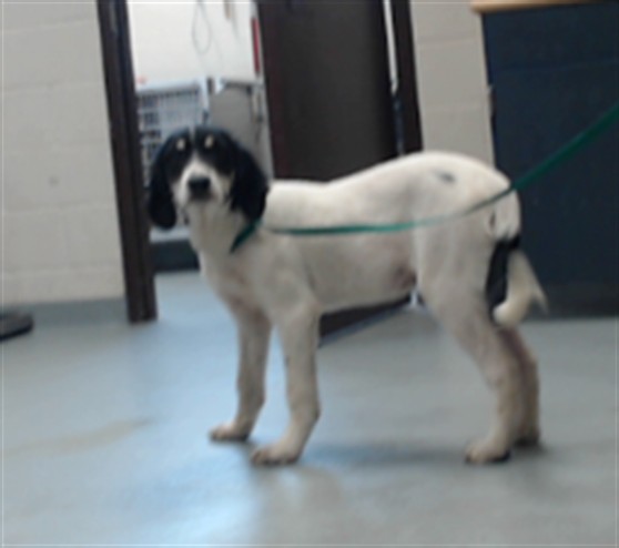 Adoptable Dog
