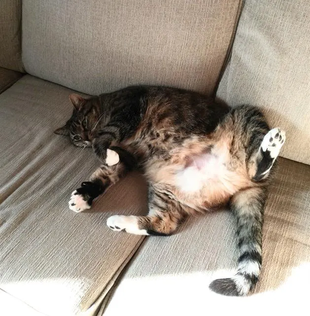 Coco