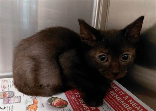 Adoptable Cat