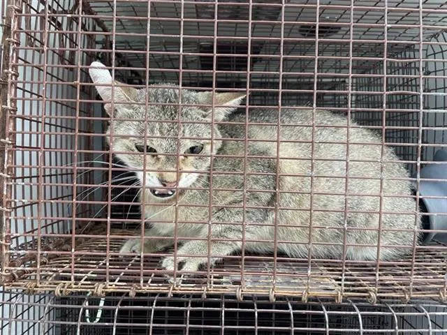 Adoptable Cat