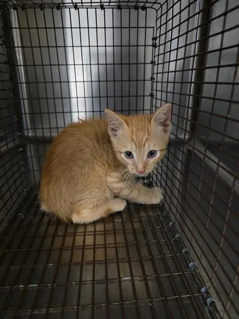 Adoptable Cat