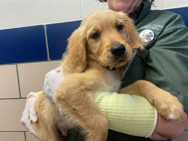 Prime