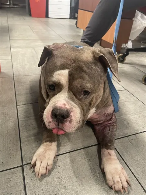 Bertha