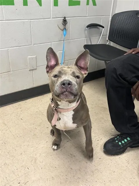 Adoptable Dog