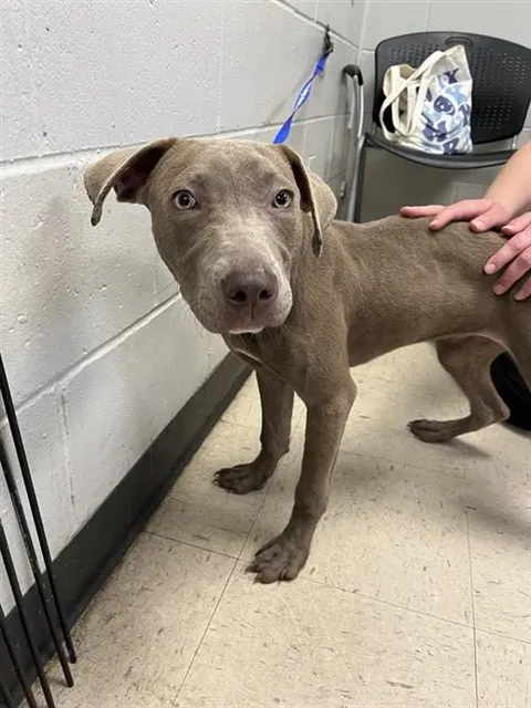 Adoptable Dog