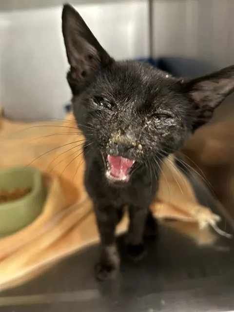 Adoptable Cat