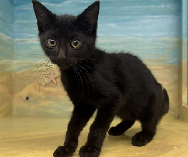 Adoptable Cat