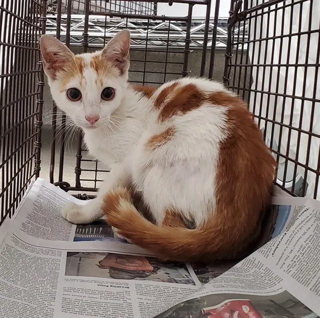 Adoptable Cat