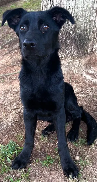 Harvey