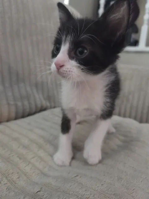 Oreo