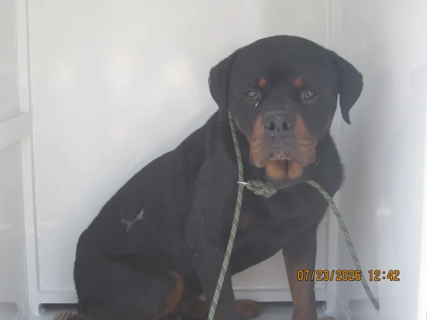Adoptable Dog