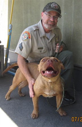 Adoptable Dog