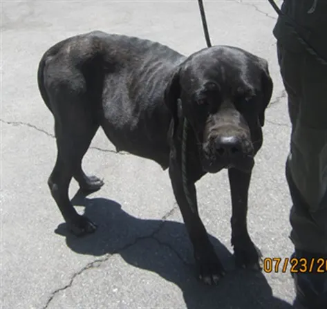 Adoptable Dog