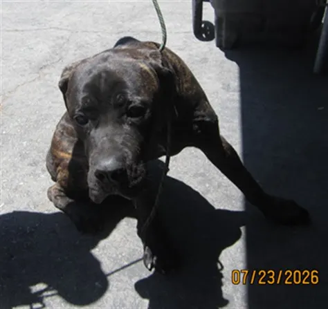 Adoptable Dog