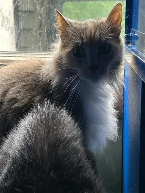 Olaf