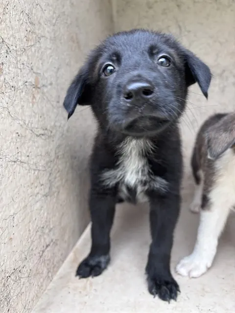 Adoptable Dog