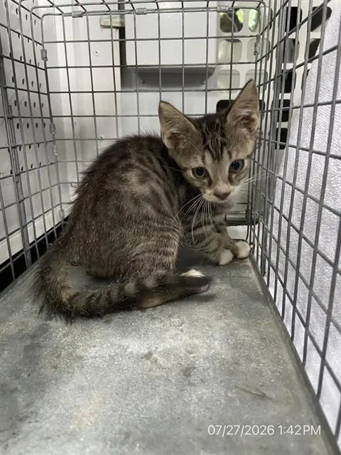 Adoptable Cat