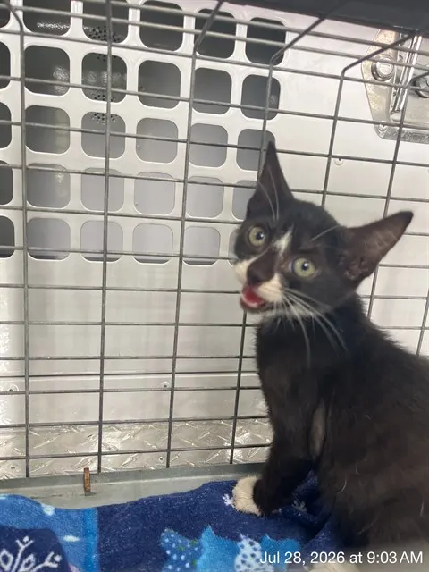 Adoptable Cat