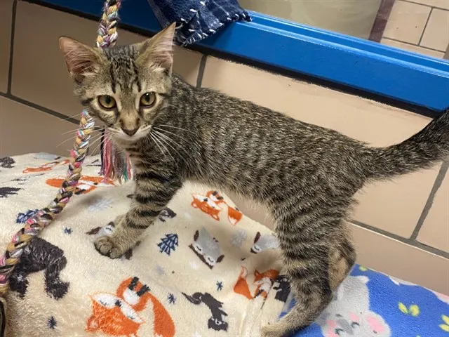 Rye