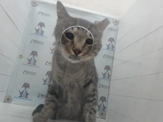 *Sweetboy