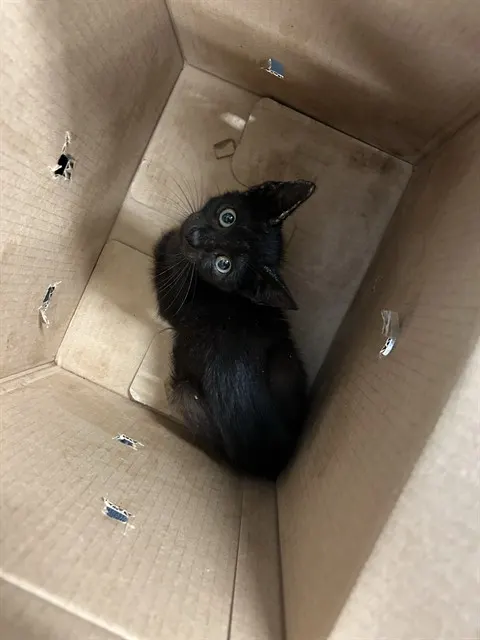 Toothless