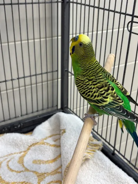 Greenie
