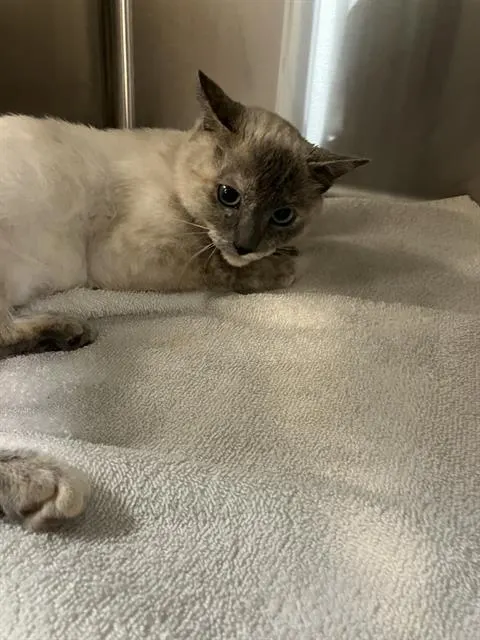 Adoptable Cat