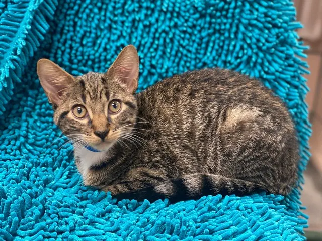 Pumpernickel