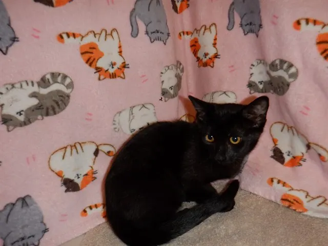 Adoptable Cat