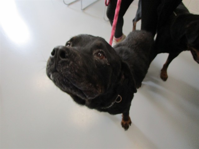 Adoptable Dog