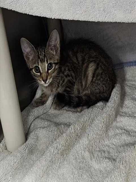 Kevin