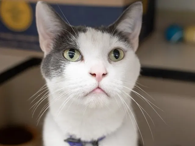 Felix