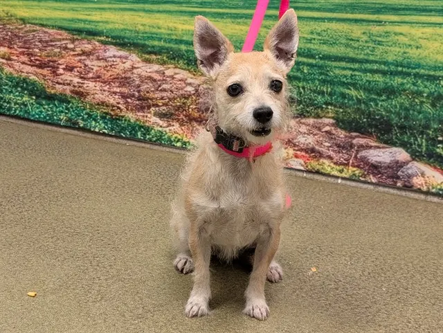 Adoptable Dog
