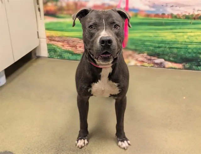 Adoptable Dog
