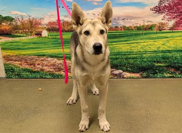 Adoptable Dog