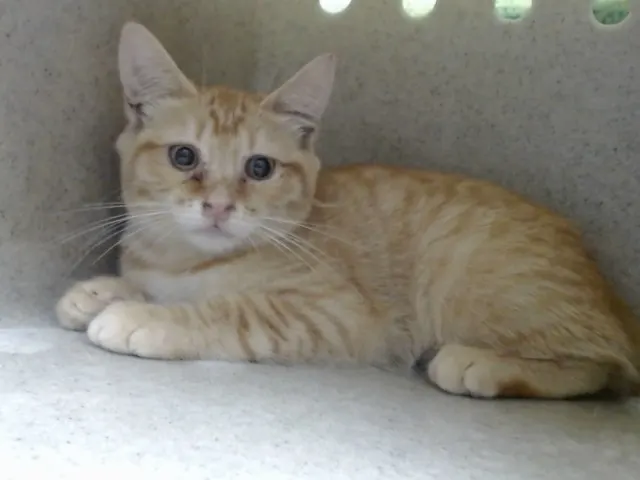 Adoptable Cat