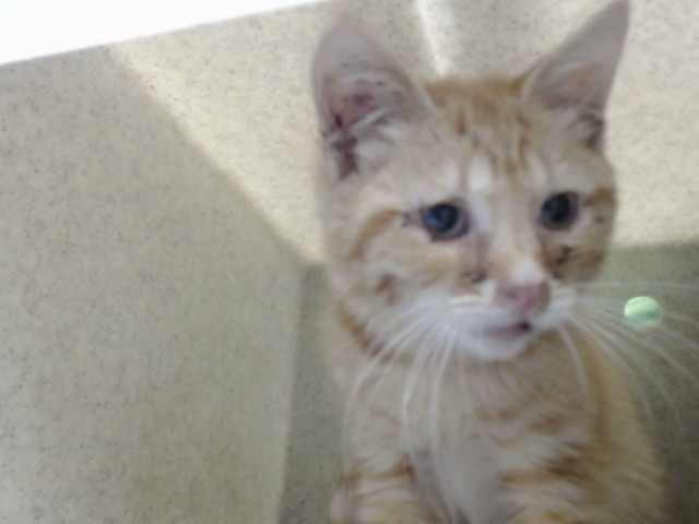Adoptable Cat